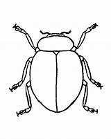 Beetle Ladybug Tocolor Clipartmag sketch template