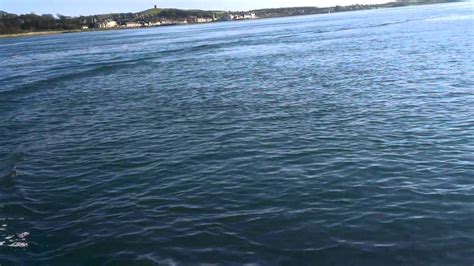 dolphins playing  strangford lough youtube