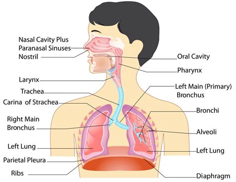 human respiratory system hd images anatomy  respiratory system parts  functions