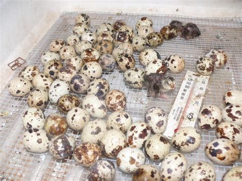 raising coturnix quail at home great days outdoors