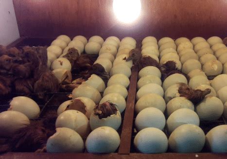 menetaskan telur bebek  baik  benar beserta tahapannya