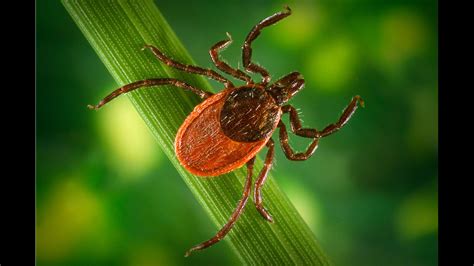 lyme disease cases rise tips  protecting  tick bites chicago news wttw