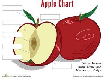 parts   apple worksheet educationcom apple unit study apple