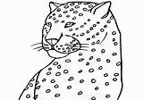 Cheetah Jaguars Coloringhome sketch template