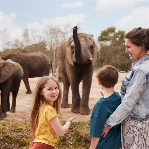 olifanten updates olifantenvallei  safaripark beekse bergen