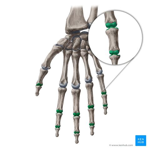 interphalangeal joints   hand bones ligaments mov kenhub