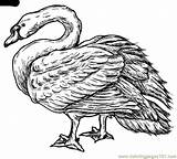 Coloring Swan Printable Pages Trumpeter Cartoons Designlooter sketch template