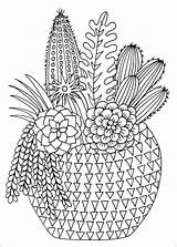 Succulents Coloring Pages Adult Amazon Book Books Getdrawings Drawing Studio Drawings Stress Portable sketch template