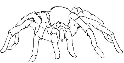 tarantula spider coloring page spider coloring page animal coloring