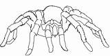 Spider Coloring Tarantula Pages Wolf Printable Cartoon Halloween Print Book Kids Clipart Cute Spiders Color Puppy Animals Pokemon Easy Giant sketch template