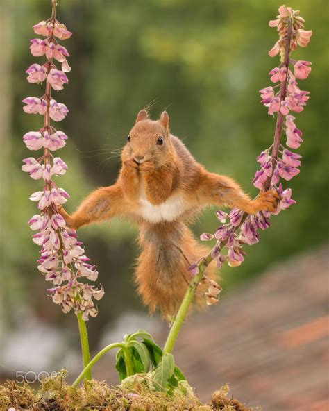 Fun Facts About Red Squirrels Amazing Facts About
