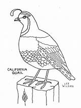 Quail Coloring Pages Printable Color Drawing Preschool Manna Bird Animals California Water Sheet Colouring Clipart Children Template Animalstown Drawings Kids sketch template