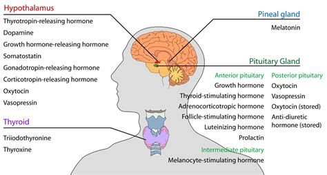 endocrine system   head  neck anatomy