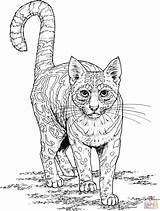 Ocelot Coloring Pages Stress Anti Cat Printable Adult Color Click Animal Designlooter Cats Adults Kids Animals Clipart источник Ru Categories sketch template