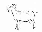 Goat Drawing Drawings Goats Easy Draw Cartoon Baby Animal Getdrawings Other Weebly Paintingvalley sketch template