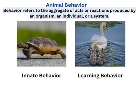animal behavior definition  types