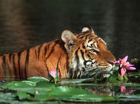bangladesh images  royal bengal tiger hd wallpaper  background