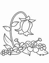 Glockenblume Ausmalbild Blumen Ausmalen Malen sketch template