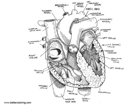 heart anatomy coloring pages sketch  printable coloring pages