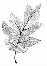 Coloring Basswood Leaf Abstract Clipart Clipground sketch template