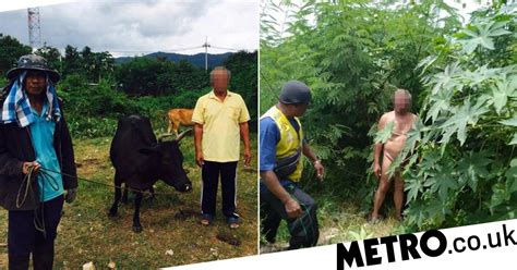 thai pensioner caught in the nude having sex with a cow