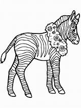 Zebra Coloring Pages Color sketch template