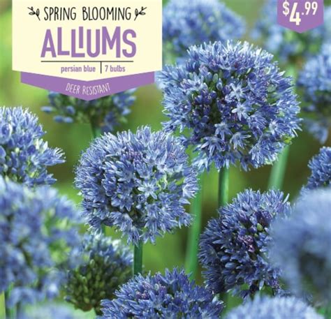 garden state bulb allium persian blue bulbs  count  ct kroger