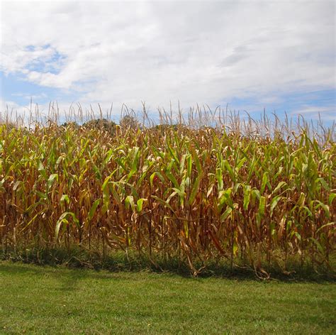 photo corn field corn crops dry   jooinn