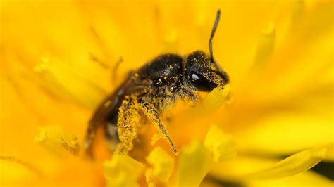 Flower S False Pollen Lures Unwitting Bees To Do Its Bidding — Nova