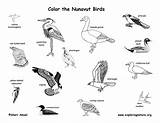 Nunavut Birds Canada Territory Canadian Exploringnature sketch template