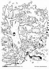 Ausmalbilder Tiere Waldtiere Ausmalbild Erwachsene sketch template
