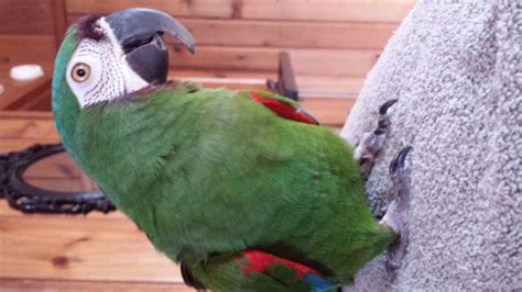 mini severe macaw  sale  spokane washington classified americanlistedcom