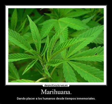 marihuana desmotivaciones