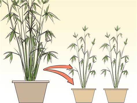 care   indoor bamboo plant  steps wikihow