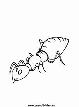 Ameise Ameisen Ausdrucken Malvorlagen sketch template