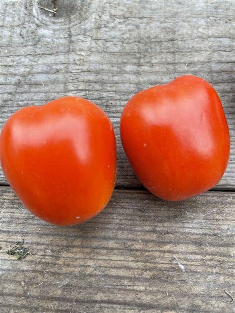 tomate de berao rot bio eiertomaten samenfest ab chf