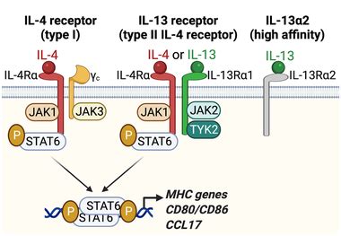 il  il receptors   signaling pathways myeloid