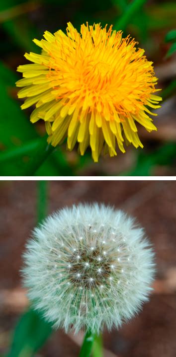 dandelion sex or the lack thereof the darwin report