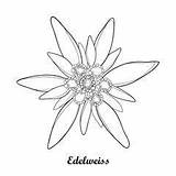 Edelweiss Leontopodium sketch template