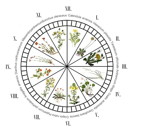 telling time   flower clock american gardening