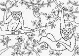 Mewarnai Giungla Colorare Hutan Coloring Jungle Disegni Monyet Hewan Monkey Monkeys sketch template