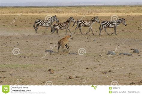 hyena chasing zebras stock image image  national