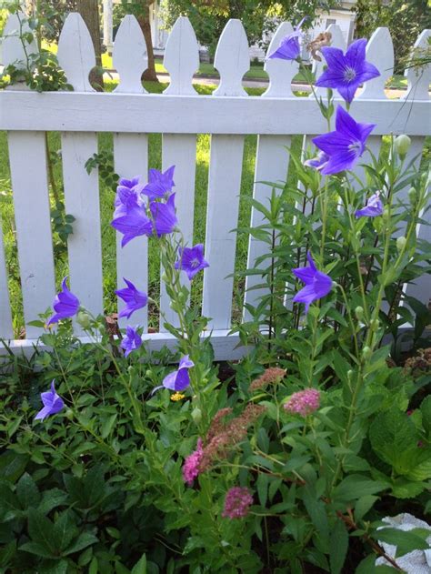 Balloon Flower | Flower garden, Balloon flowers, Perennials