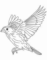 Coloring Flight Pages Canary Grosbeak Flying Bird Sparrow Drawing Birds Color Getdrawings Blue Printable Recommended sketch template
