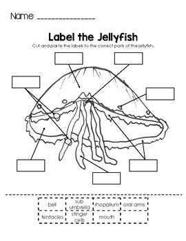 label  jellyfish   learning lane tpt