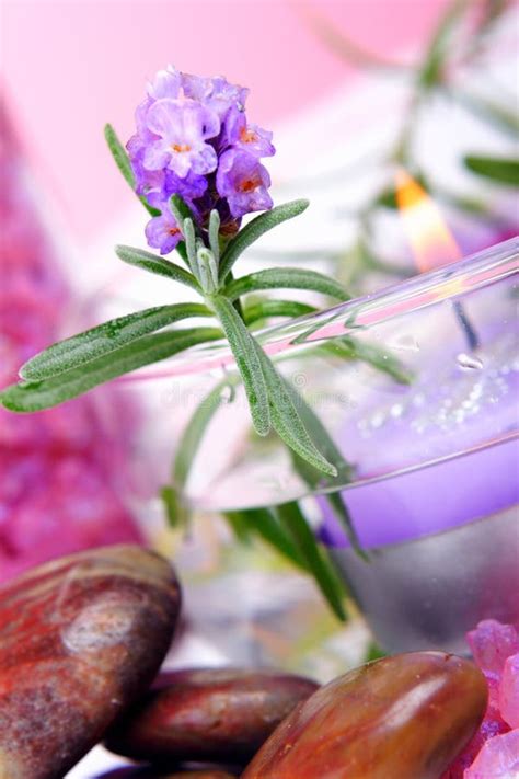 lavender spa stock image image  home leaf luxury