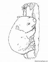 Wombat Coloring Bear sketch template