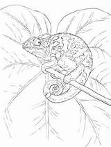 Coloring Pages Chameleon Colouring Printable Blank Color Nature Lizard Veiled Chameleons Common Reptiles Adult Books Creative Crafts Animals Supercoloring Book sketch template