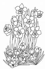 Coloriage Printemps Colorat Jonquilles Flori Planse Narcise Primavera Coloriages Jonquille Primavara Cu Fruhling Narcisses Kwiaty P07 Osterglocke Wiosenne Colorier Mewarnai sketch template