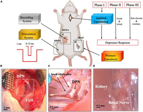 frontiers renal nerve activity  arterial depressor responses induced  neuromodulation